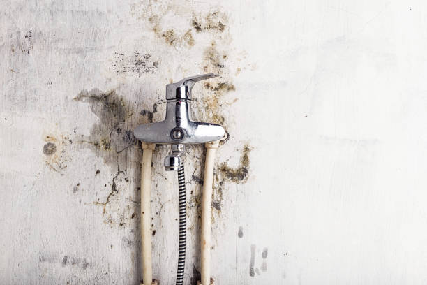 Best Commercial Mold Removal  in San Rlos, CA