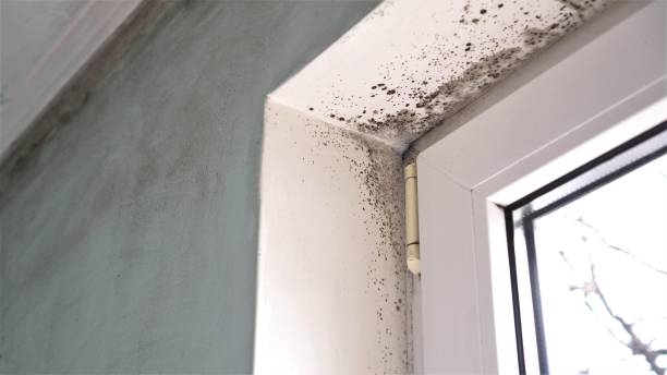 Best Mold Cleaning Services  in San Rlos, CA