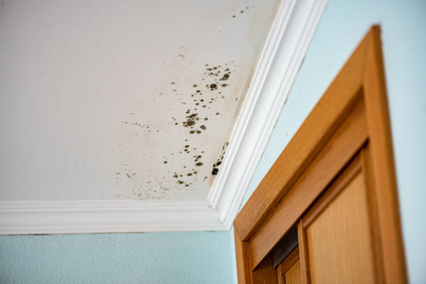 Best Mold Removal Company Near Me  in San Rlos, CA