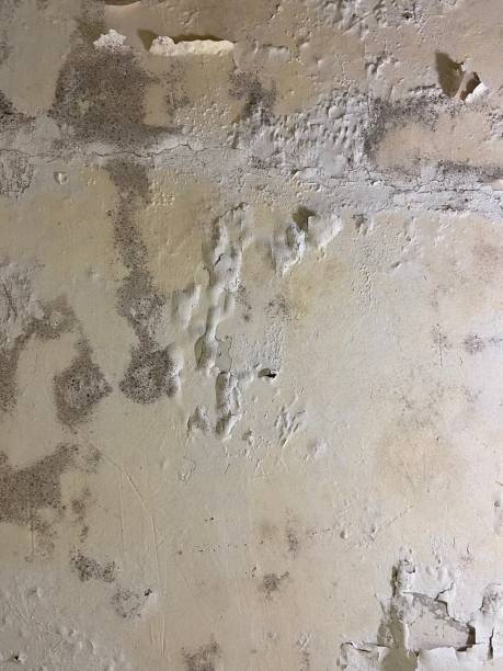 Best Toxic Mold Removal  in San Rlos, CA