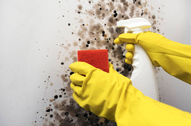 Best Black Mold Removal  in San Rlos, CA