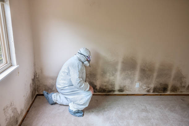 Reliable San Carlos, CA Mold Removal Solutions