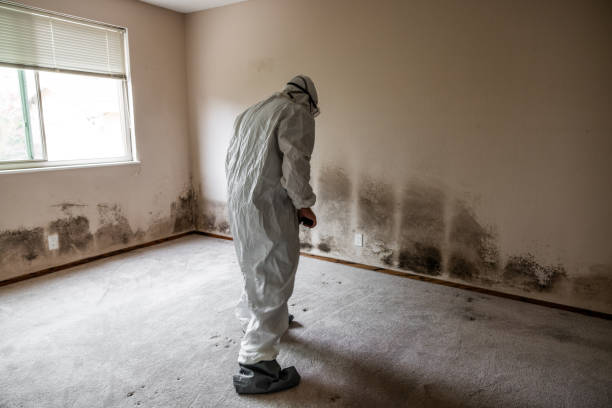 Best Office Mold Removal Services  in San Rlos, CA