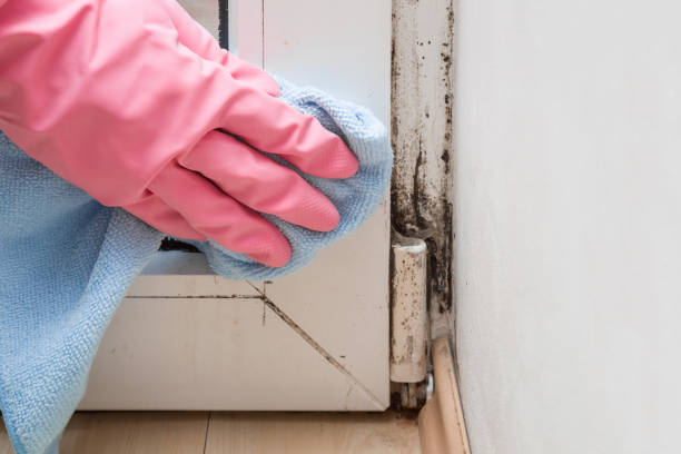  San Rlos, CA Mold Removal Pros