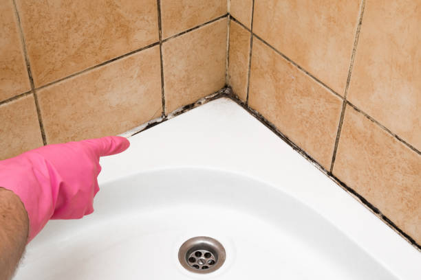 Trusted San Carlos, CA Mold Removal Experts